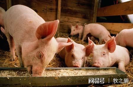 豬場保健養大于防、防大于治的科學理念解析