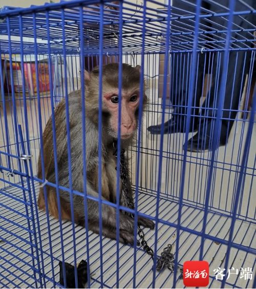 違法飼養國家二級保護動物獼猴，白沙一男子被依法刑拘