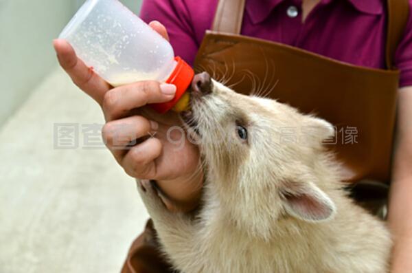愛心與科學的交融 動物飼養員如何精心喂養白化浣熊寶寶