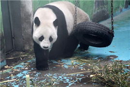 中國政協委員聚焦動物飼養規范，推動生態文明建設與畜牧業高質量發展